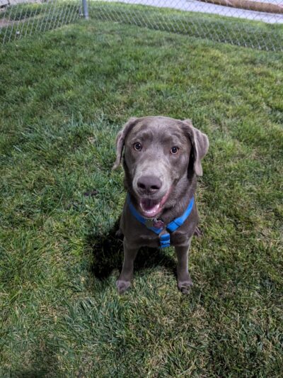 Dog Park at Love's Travel Stops - Sidney, NE