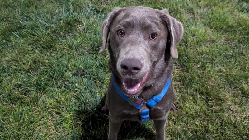 Dog Park at Love's Travel Stops - Sidney, NE