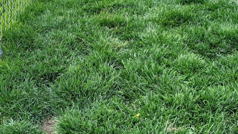 Dog Park at Love's Travel Stops - Sidney, NE