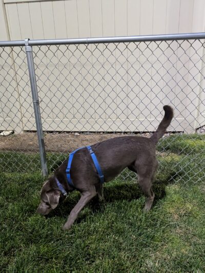 Dog Park at Love's Travel Stops - Sidney, NE