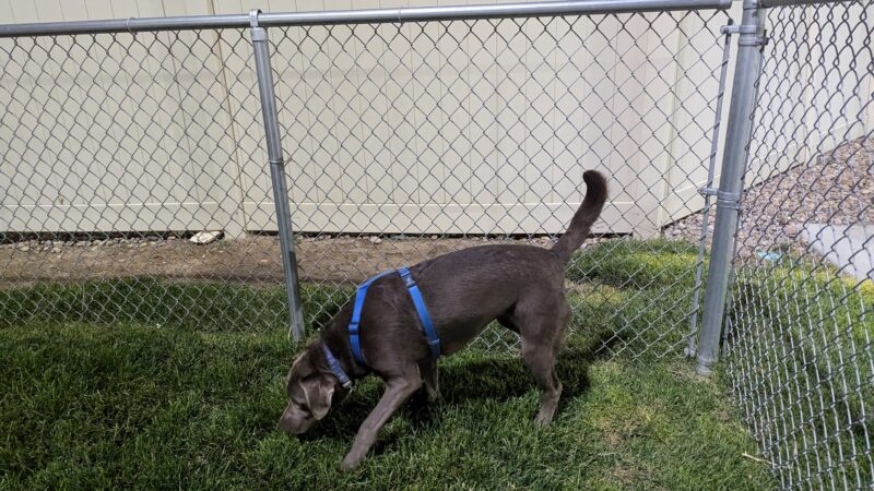 Dog Park at Love's Travel Stops - Sidney, NE