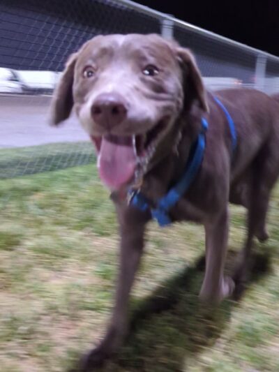 Dog Park at Love's Travel Stops - Sidney, NE