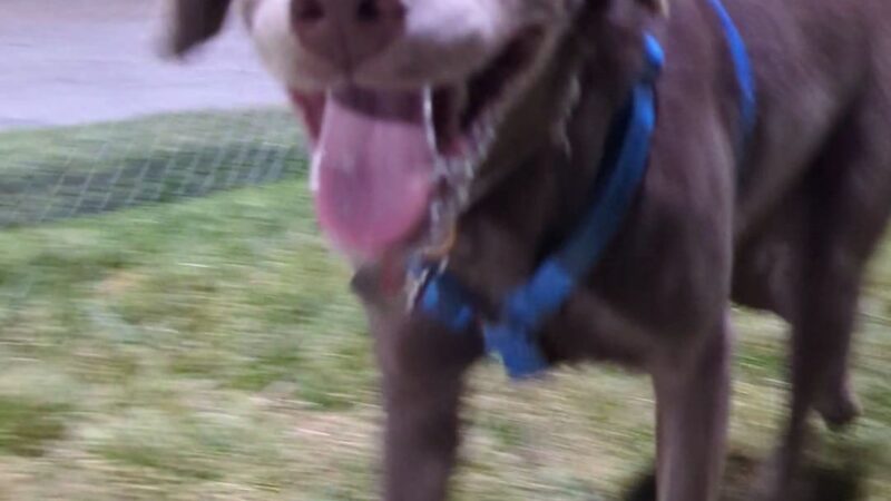 Dog Park at Love's Travel Stops - Sidney, NE