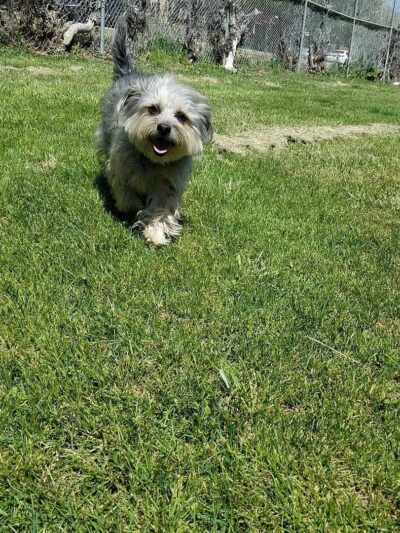 Silver City Dog Park - Silver City, NM