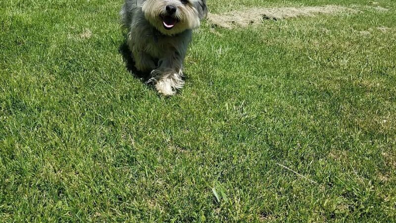 Silver City Dog Park - Silver City, NM