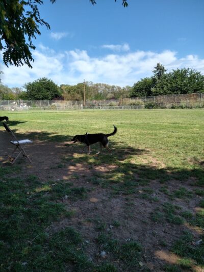 Silver City Dog Park - Silver City, NM
