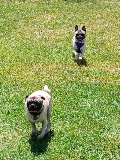 Silver City Dog Park - Silver City, NM