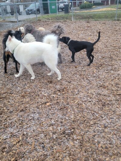Silverton Dog Park - Silverton, OR