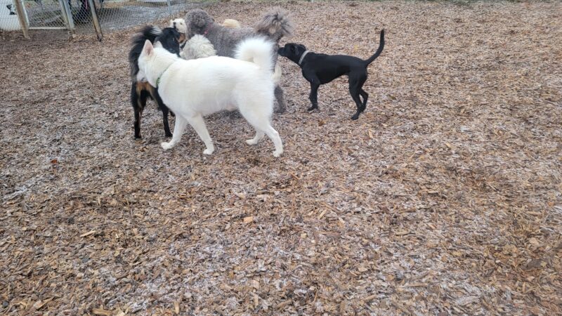 Silverton Dog Park - Silverton, OR