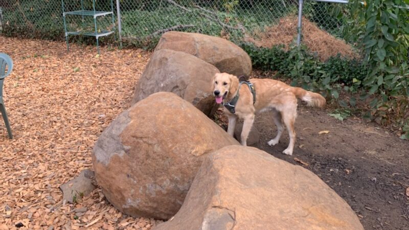 Silverton Dog Park - Silverton, OR