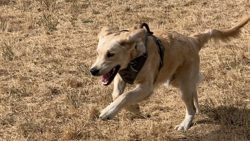 Silverton Dog Park - Silverton, OR