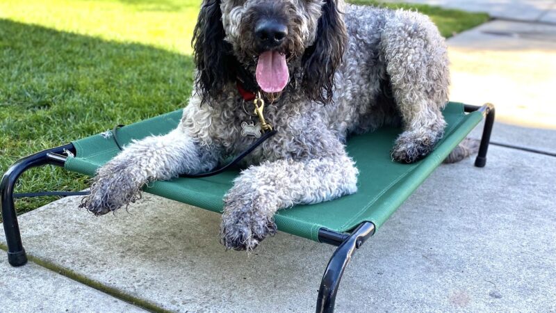 Simplified K9 - ,