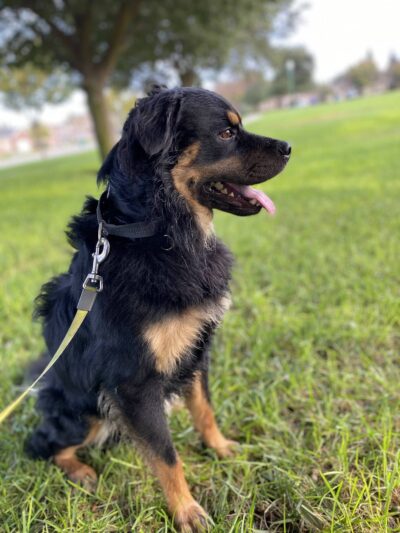 Simplified K9 - ,