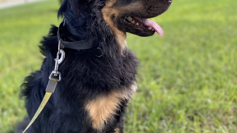Simplified K9 - ,