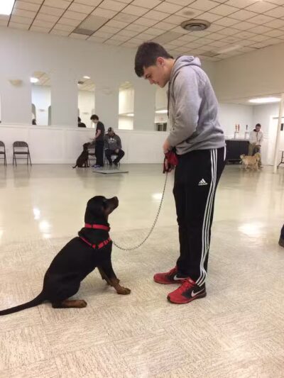 Sit and Stay Dog Training - ,