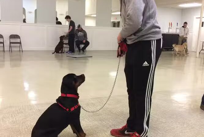 Sit and Stay Dog Training - ,