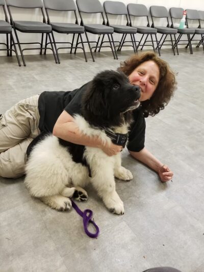 Sit and Stay Dog Training - ,