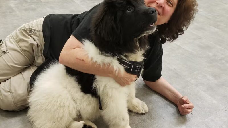 Sit and Stay Dog Training - ,