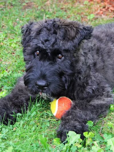 Sit and Stay Dog Training - ,