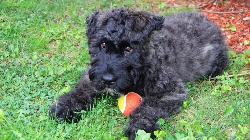 Sit and Stay Dog Training - ,