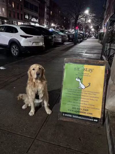 Sit and Stay Dog Training - ,