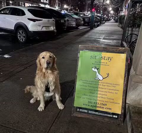 Sit and Stay Dog Training - ,