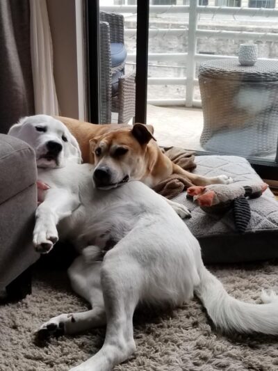 Sit and Stay Dog Training - ,