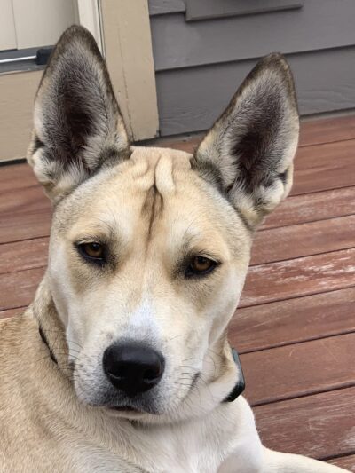 Skaneateles Dogs - Skaneateles, NY