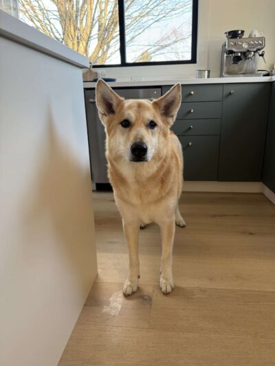 Skaneateles Dogs - Skaneateles, NY