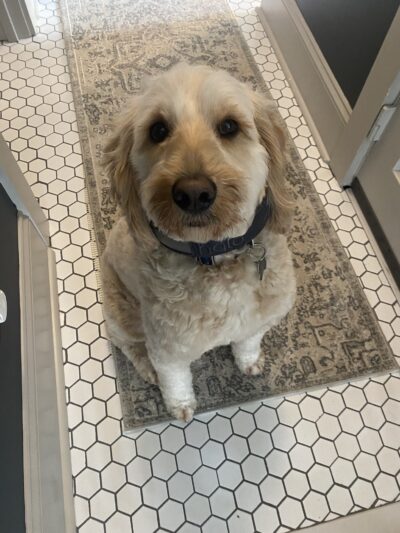 Skaneateles Dogs - Skaneateles, NY