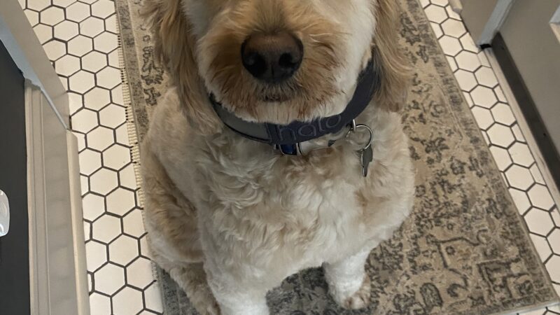 Skaneateles Dogs - Skaneateles, NY