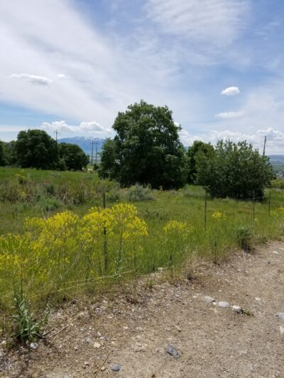 Dry Canyon - Smithfield, UT