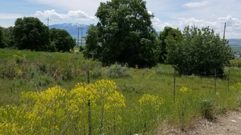 Dry Canyon - Smithfield, UT