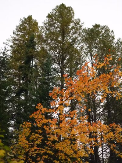 Smithfield Dry Canyon Trail - Smithfield, UT