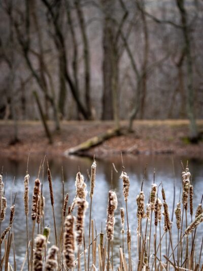 Lions Community Park - Smithsburg, MD