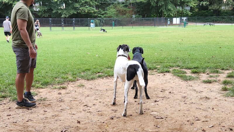Burger Park - Smyrna, GA