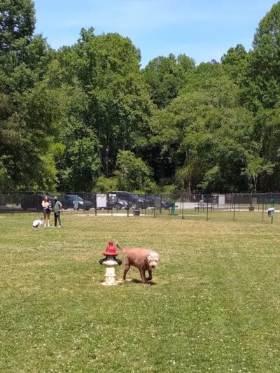 Burger Park - Smyrna, GA