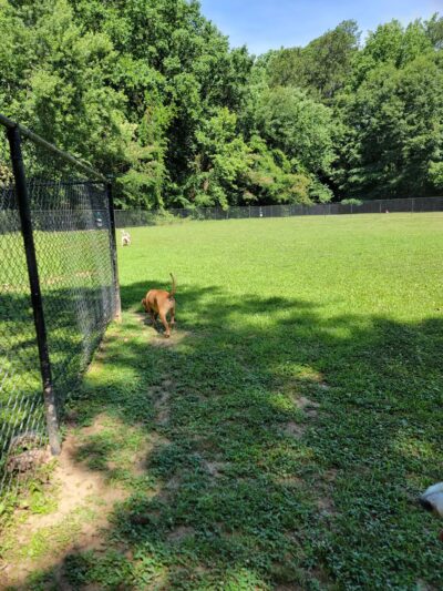 Burger Park - Smyrna, GA