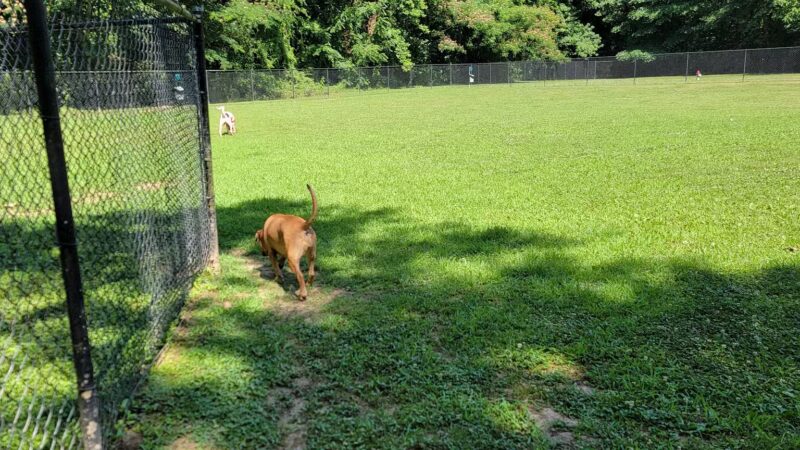 Burger Park - Smyrna, GA
