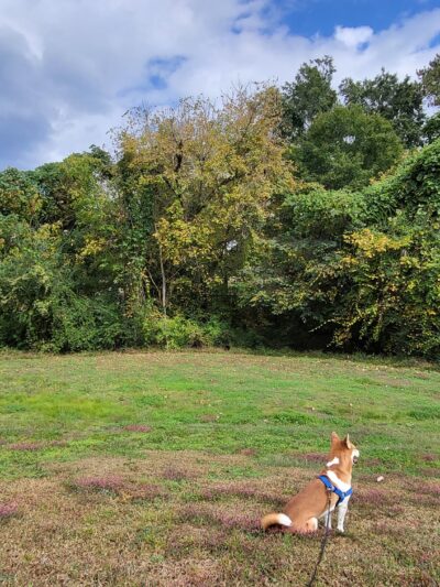 Smyrna Dog Park - Smyrna, GA