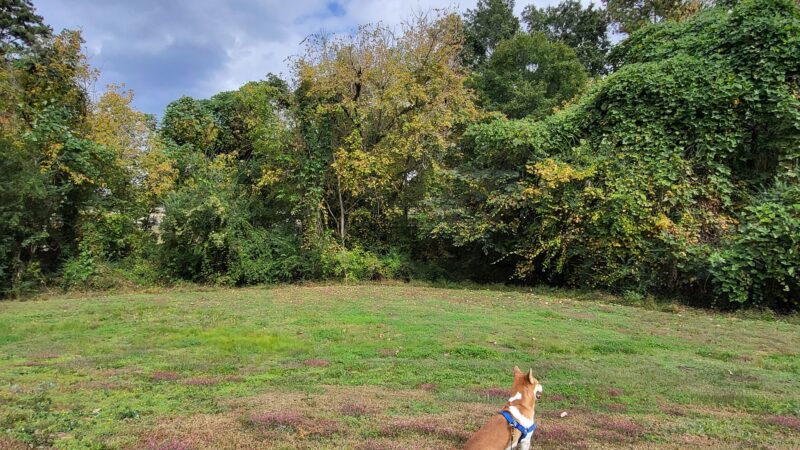 Smyrna Dog Park - Smyrna, GA