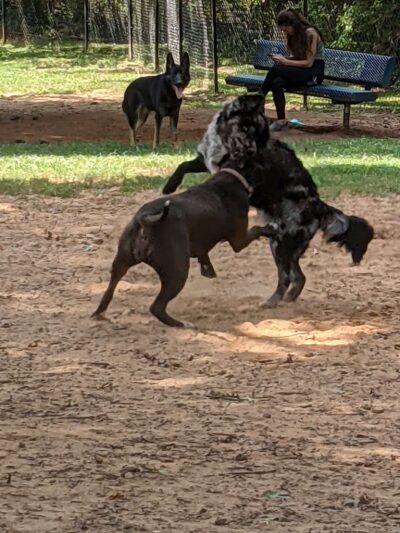Smyrna Dog Park - Smyrna, GA