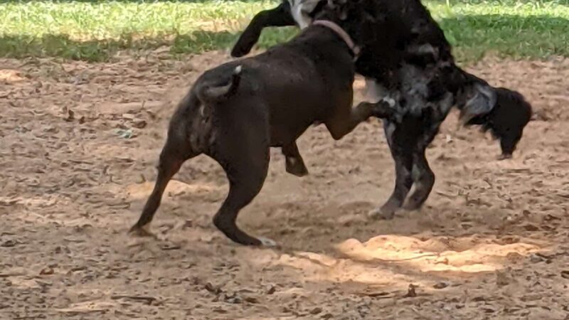 Smyrna Dog Park - Smyrna, GA