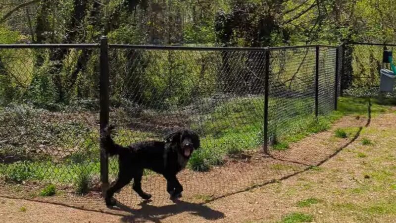 Smyrna Dog Park - Smyrna, GA