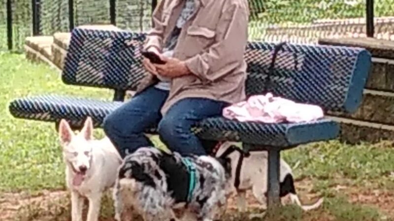 Smyrna Dog Park - Smyrna, GA