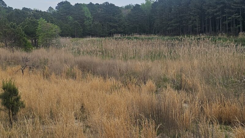 Foster Tract Public Recreation Area - Snow Hill, MD