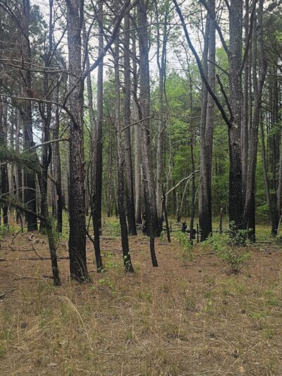 Foster Tract Public Recreation Area - Snow Hill, MD