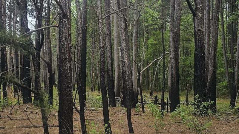 Foster Tract Public Recreation Area - Snow Hill, MD