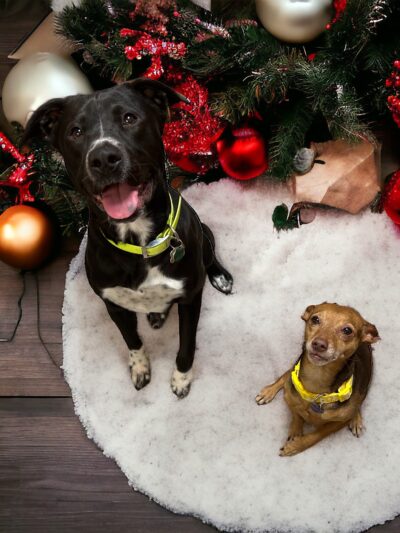 The Bark Park Resort, LLC - Snow Hill, NC