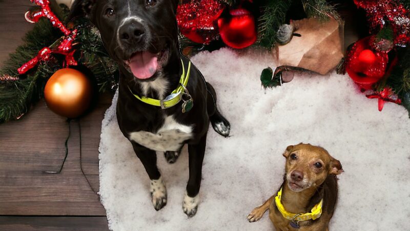 The Bark Park Resort, LLC - Snow Hill, NC